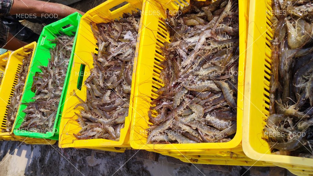 shrimp transport